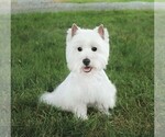Small Photo #1 West Highland White Terrier Puppy For Sale in SYRACUSE, IN, USA
