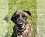 Small #1 American Staffordshire Terrier-Eurasier Mix