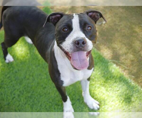 Medium Photo #2 American Staffordshire Terrier-Unknown Mix Puppy For Sale in Tallahassee, FL, USA