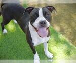 Small #1 American Staffordshire Terrier Mix