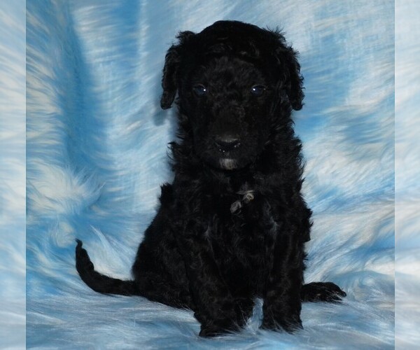 Medium Photo #1 Labradoodle Puppy For Sale in LA HABRA, CA, USA