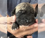 Image preview for Ad Listing. Nickname: Litter of 2
