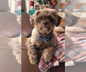 Shih-Poo Dogs for adoption in Arlington, VA, USA