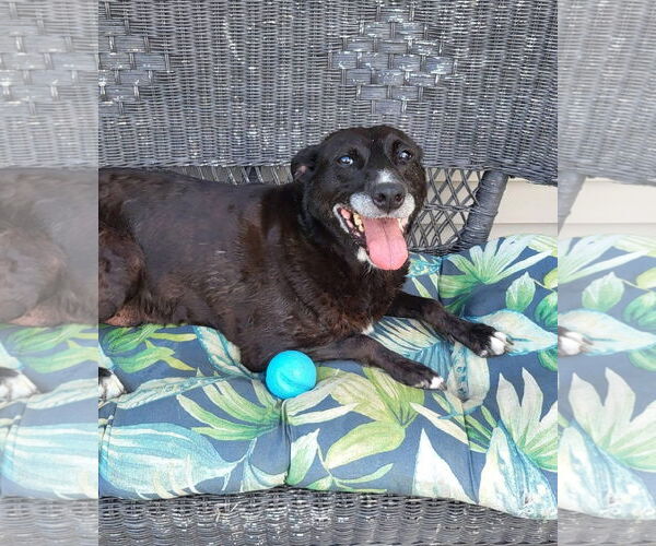 Medium Photo #9 Labrador Retriever-Unknown Mix Puppy For Sale in Germantown, OH, USA