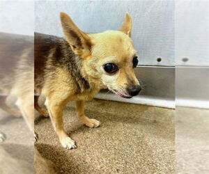 Chihuahua Dogs for adoption in San Bernardino, CA, USA