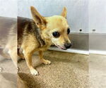 Small Chihuahua