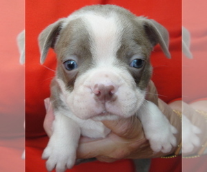 Boston Terrier Puppy for sale in CRKD RVR RNCH, OR, USA