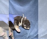 Small #1 American Bully