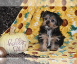 Image preview for Ad Listing. Nickname: Josie