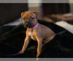 Small #4 American Pit Bull Terrier