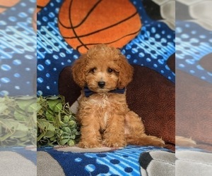 Cavapoo Puppy for sale in LINCOLN UNIVERSITY, PA, USA