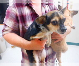 Chi-Corgi Dogs for adoption in Oroville, CA, USA
