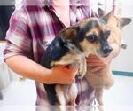 Small Chi-Corgi