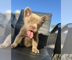Small Photo #6 French Bulldog Puppy For Sale in ORLANDO, FL, USA