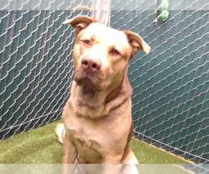 Mutt Dogs for adoption in Downey, CA, USA
