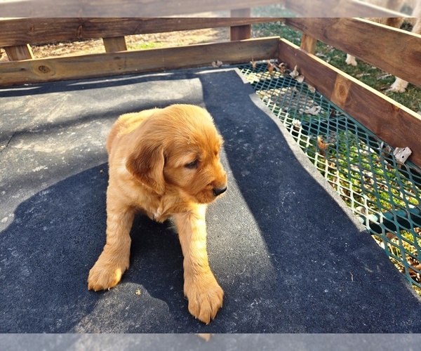 Medium Photo #3 Golden Retriever Puppy For Sale in LEON, KS, USA