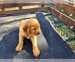 Small #2 Golden Retriever
