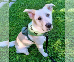 Shepradors Dogs for adoption in Davis, CA, USA