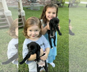 Cleo- snuggly baby - Female Labrador Retriever-Unknown Mix Dog for Adoption - Photo #4
