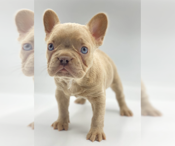 Medium Photo #1 French Bulldog Puppy For Sale in KENILWORTH, IL, USA