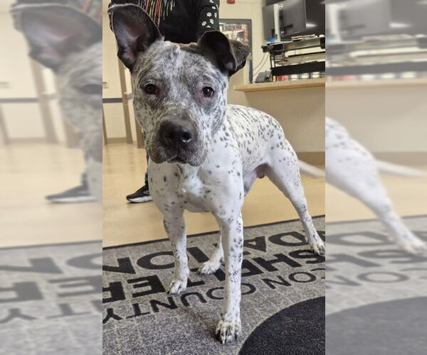 Medium Photo #1 Mutt Puppy For Sale in Decatur, IL, USA