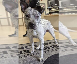 Mutt Dogs for adoption in Decatur, IL, USA