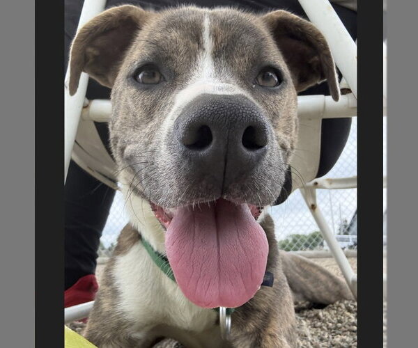 Medium Photo #14 Mutt Puppy For Sale in Fargo, ND, USA