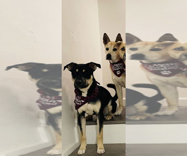 Medium Photo #13 Huskies -Labrador Retriever Mix Puppy For Sale in Dana Point, CA, USA