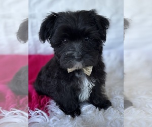 Morkie Puppy for sale in ROCK STREAM, NY, USA