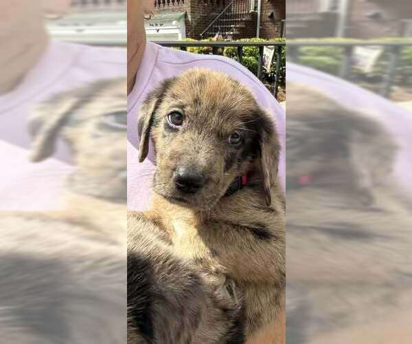 Medium Photo #2 Australian Shepherd-Unknown Mix Puppy For Sale in New York, NY, USA