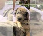 Small #1 Australian Shepherd Mix