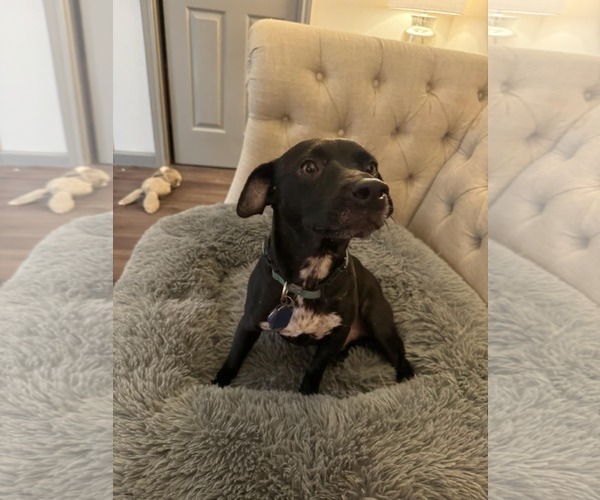 Medium Photo #8 Chiweenie Puppy For Sale in Rosenberg, TX, USA