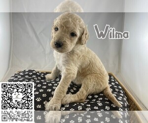 Goldendoodle-Poodle (Standard) Mix Puppy for sale in WINSTON SALEM, NC, USA