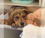 Small #3 Retriever  Mix