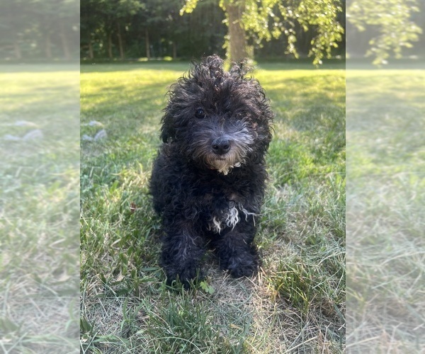 Medium Photo #32 Poodle (Miniature) Puppy For Sale in DURHAM, CT, USA