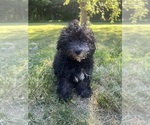 Small #31 Poodle (Miniature)