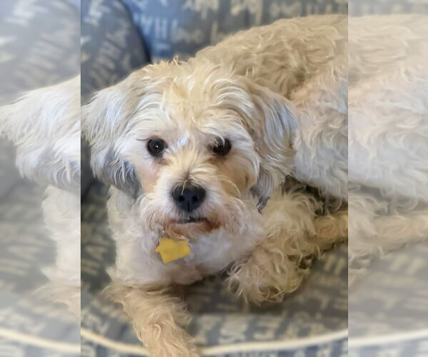 Medium Photo #2 Miniature Schnauzer-Poodle (Miniature) Mix Puppy For Sale in Phoenix, AZ, USA