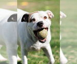 Small #4 Bullboxer Pit