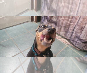 Rosco - Male Miniature Pinscher-Unknown Mix Dog for Adoption - Photo #3