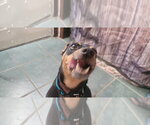 Small Photo #3 Miniature Pinscher-Unknown Mix Puppy For Sale in Alvin, TX, USA