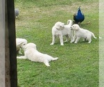 Small Photo #1 Anatolian Shepherd-Great Pyrenees Mix Puppy For Sale in AGRA, OK, USA