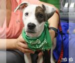 Charles - Male Jack-A-Bee Dog for Adoption - Small photo