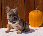 Small Photo #30 French Bulldog Puppy For Sale in GOSHEN, IN, USA