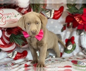 Labrador Retriever Puppy for sale in LANCASTER, PA, USA