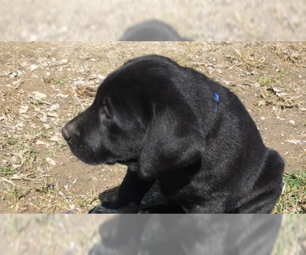 Medium Photo #13 Labrador Retriever Puppy For Sale in NORTON SHORES, MI, USA