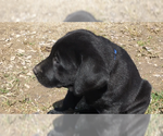 Small #12 Labrador Retriever