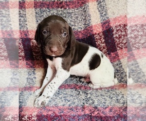 German Shorthaired Pointer Puppy for sale in WOODLAND PARK, CO, USA
