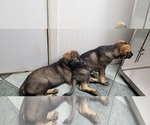 Small Photo #10 German Shepherd Dog Puppy For Sale in VAN BUREN, AR, USA