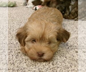Havanese Puppy for sale in BUCHANAN, TN, USA