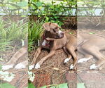 Small #3 American Staffordshire Terrier-Boxer Mix